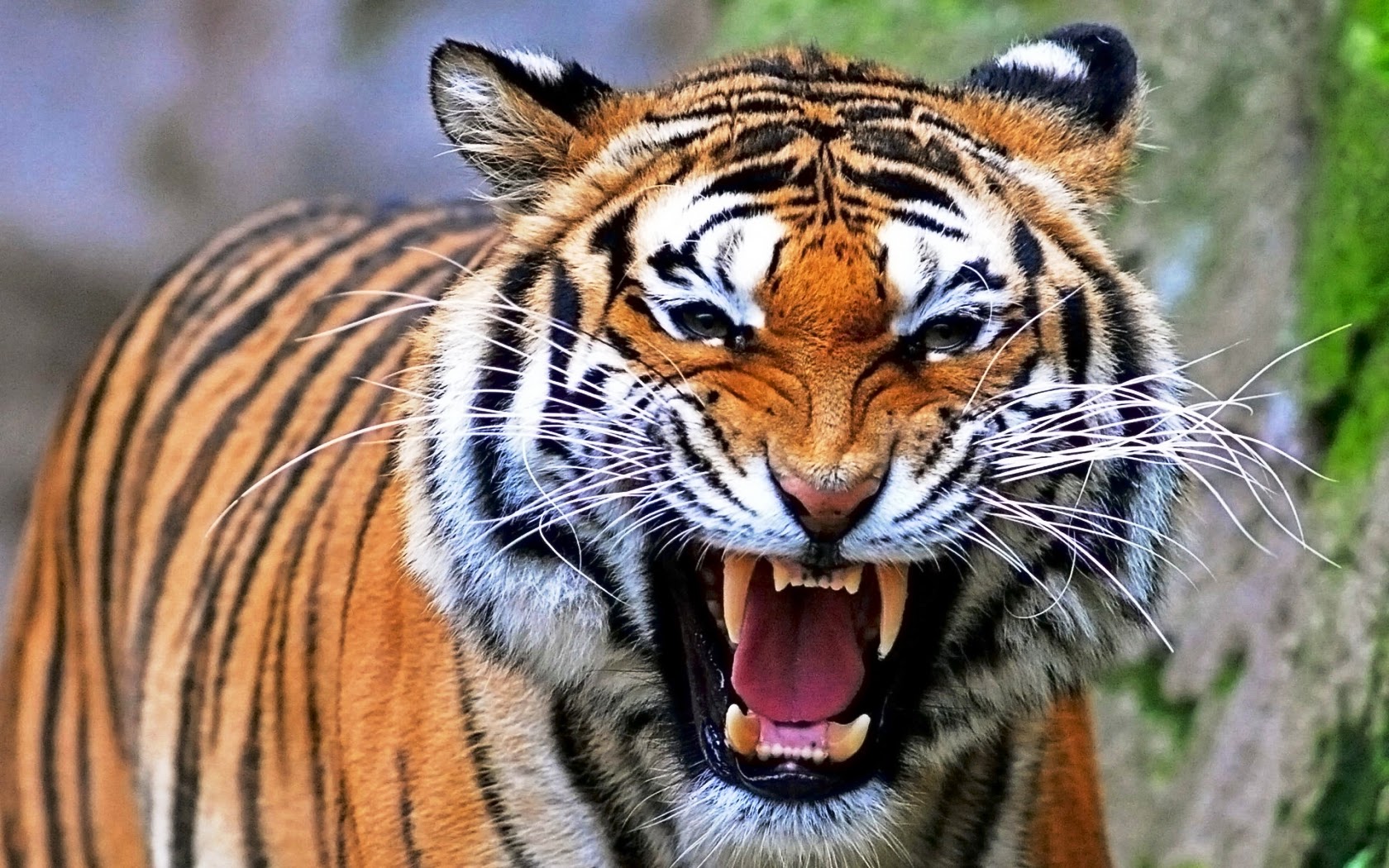 tigre-del-Bengala-fuggita-circo
