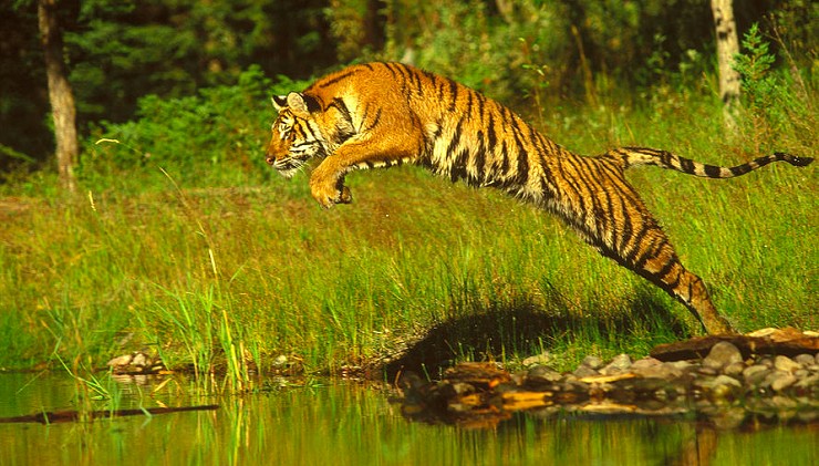 tigre-del-bengala-che-salta