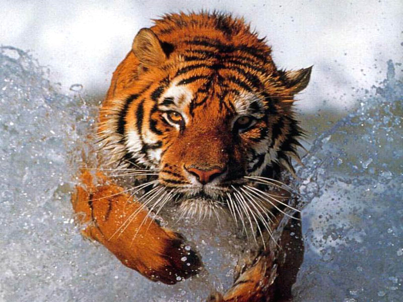 tigre-2