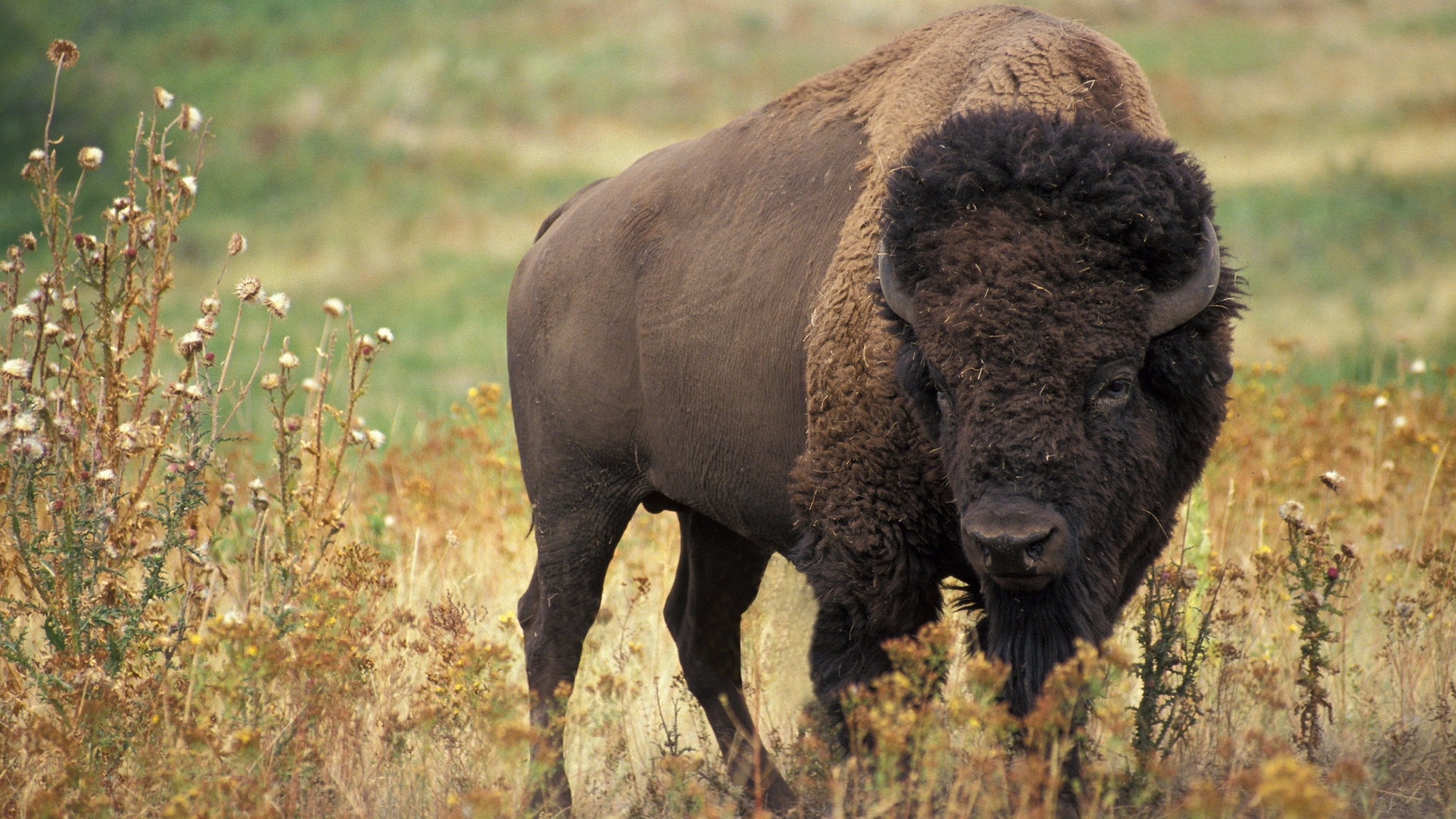 imponente-bisonte-americano