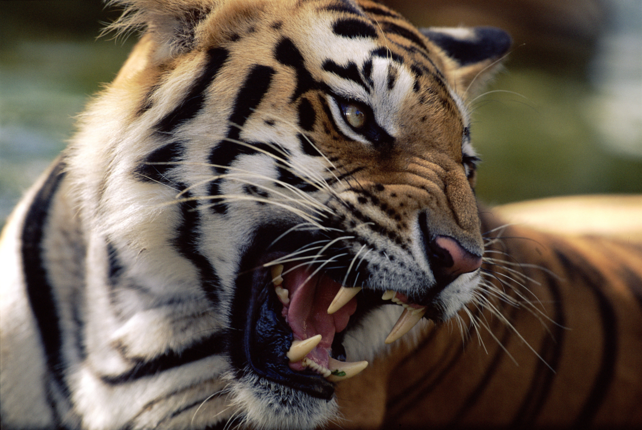 Face portrait of snarling Bengal tiger (Panthera tigris tigris) India