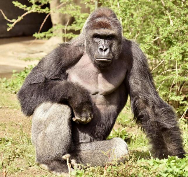 Harambe, a 17-year-old gorilla at the Cincinnati Zoo is pictured in this undated handout photo provided by Cincinnati Zoo. REUTERS/Cincinnati Zoo/Handout via Reuters
